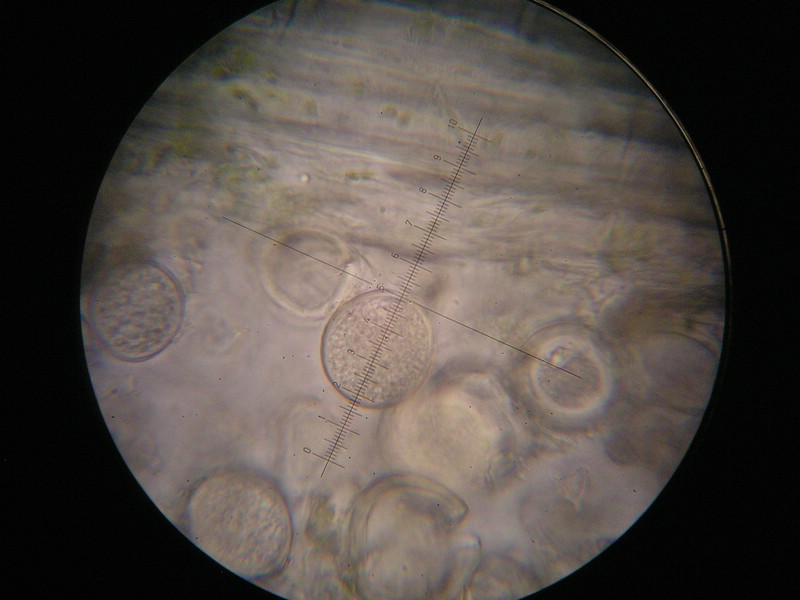 1000er SanktOsw (8).JPG