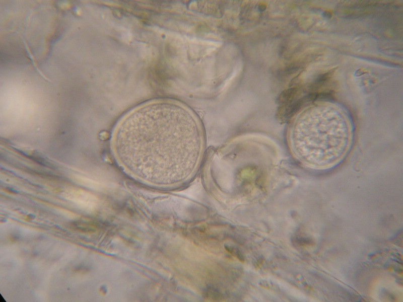 1000er SanktOsw (13).JPG