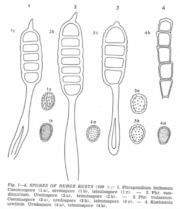 Abbildung aus Jorstadt (1953), S. 8