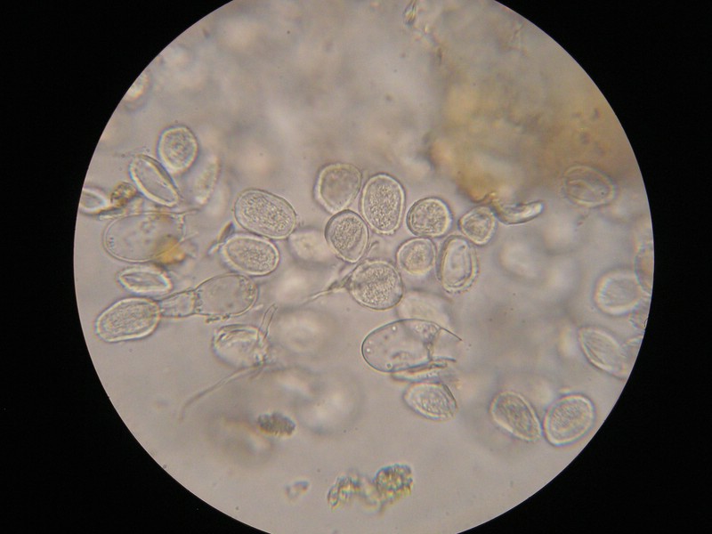 1000er Geigen (1).JPG