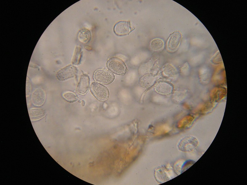 1000er Geigen (4).JPG