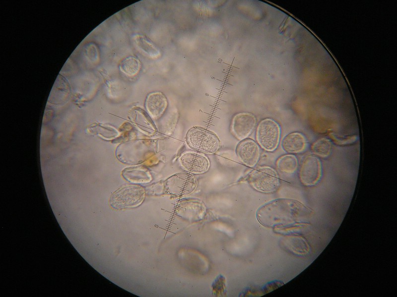 1000er Geigen (7).JPG