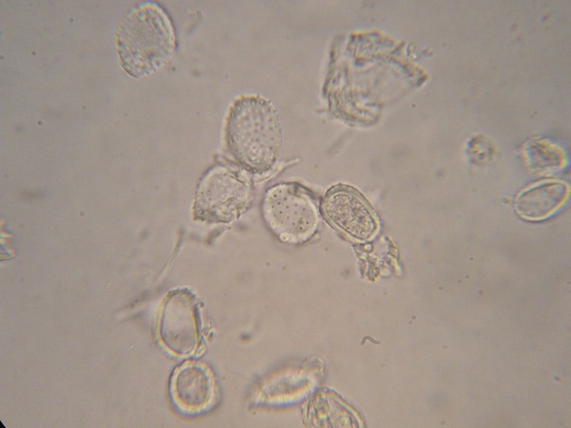 1000er Geigen (13).JPG