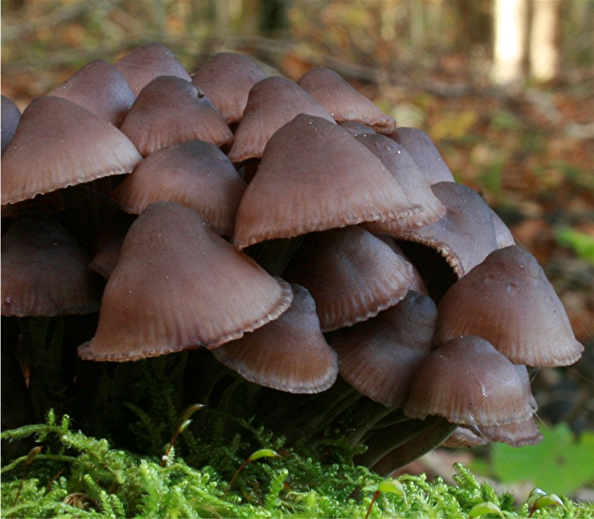 Mycena_sanguinolenta_04_Dbw.JPG