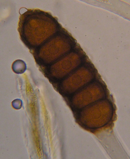 Fake-Ph. candicantium.jpg