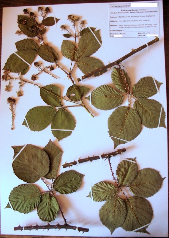 Beispiel eine Rubus-Herbarbeleges (Rubus senticosus Koehler)