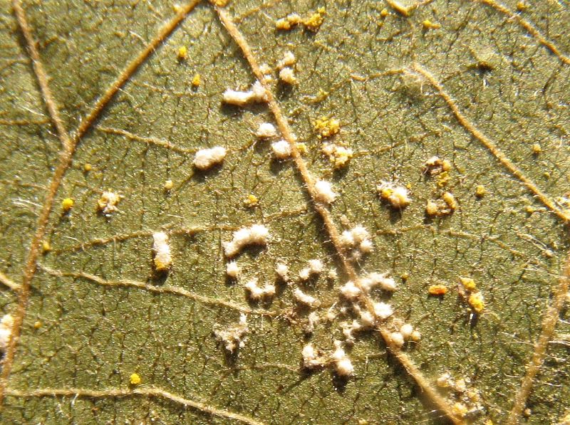 Kuehneola uredinis auf Rubus ambulans 2.JPG