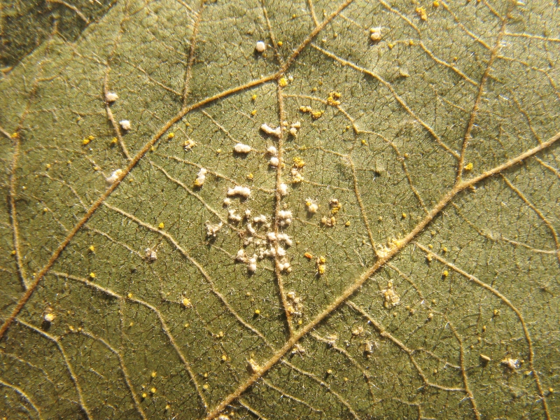 Kuehneola uredinis auf Rubus ambulans 1.JPG