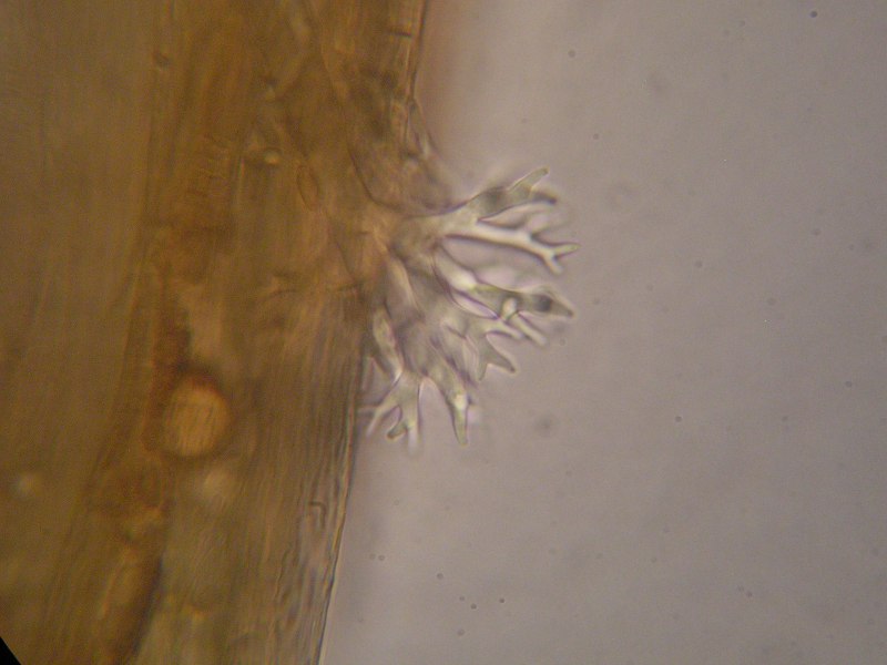 1000er Scheiden (27).JPG