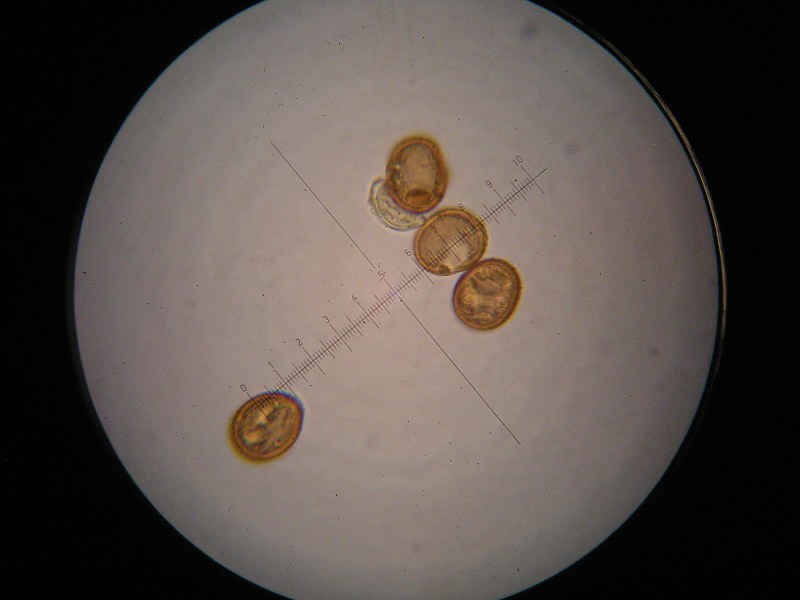 1000er Scheiden (7).JPG