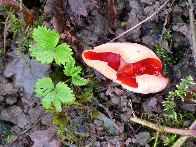 P1070256 Kelchbecherling 7X4cm .JPG