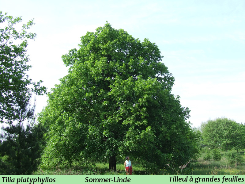 Tilia platyphyllos Sommer-Linde mit Esper .jpg