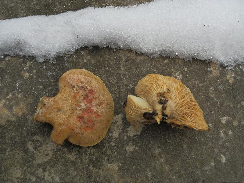 Pleurotus sp._tiefgefroren.JPG