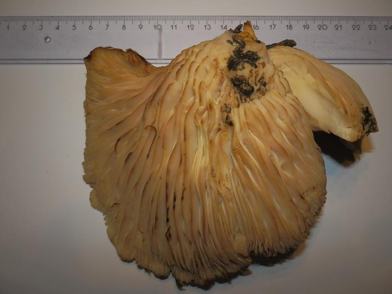 Pleurotus sp._2.JPG