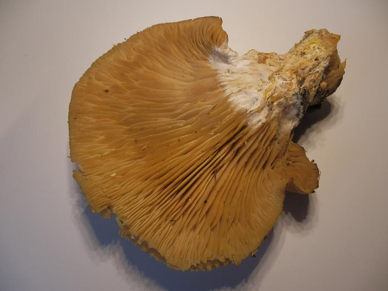 Pleurotus sp._1.JPG