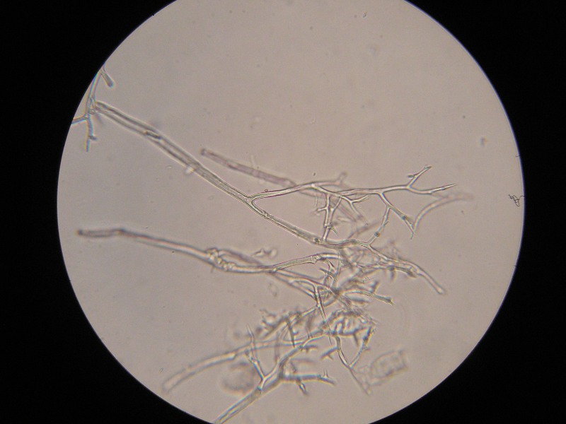 400er Reitscheit (2).JPG