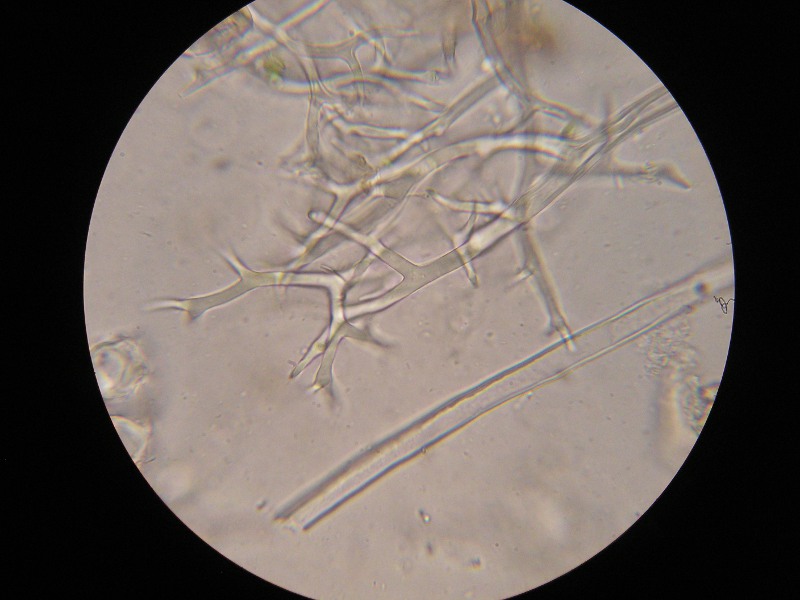 1000er Reitscheit (1).JPG