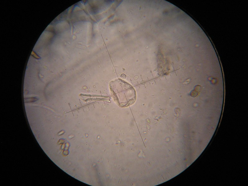 1000er Reitscheit (5).JPG