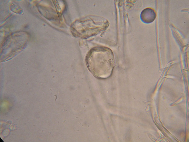 1000er Reitscheit (8).JPG