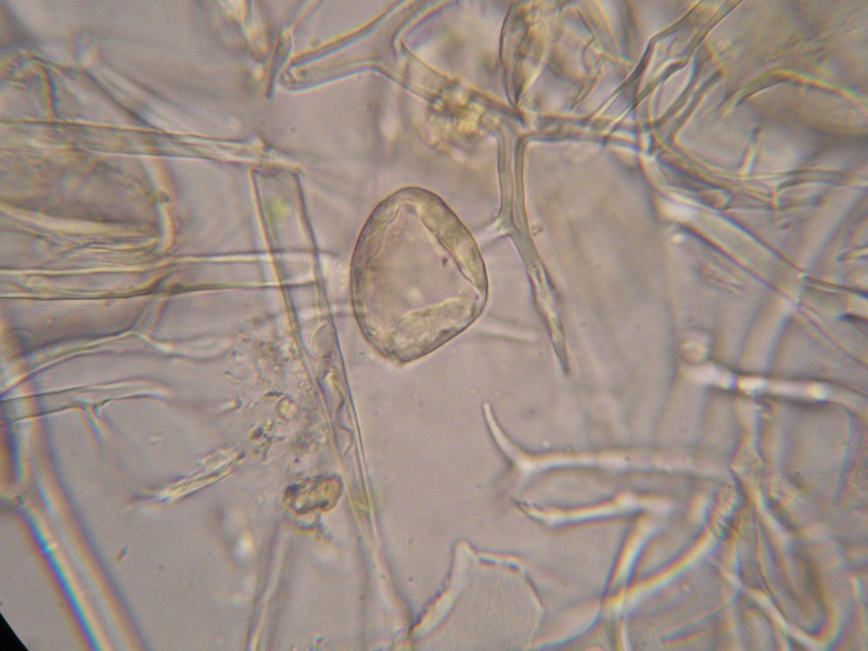 1000er Reitscheit (13).JPG