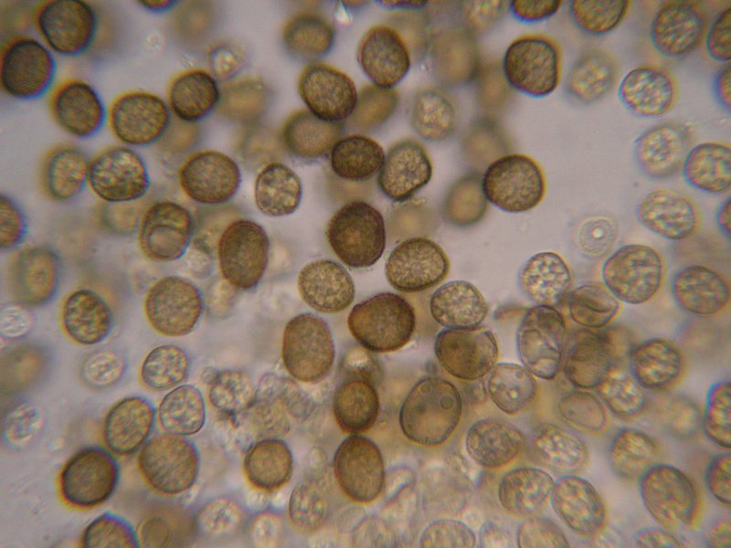 1000er Strehla (1).JPG