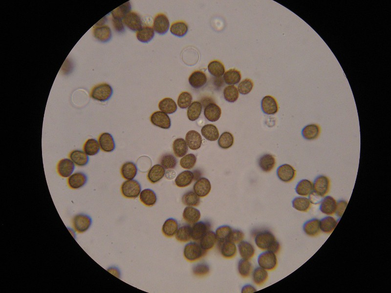 1000er Strehla (2).JPG