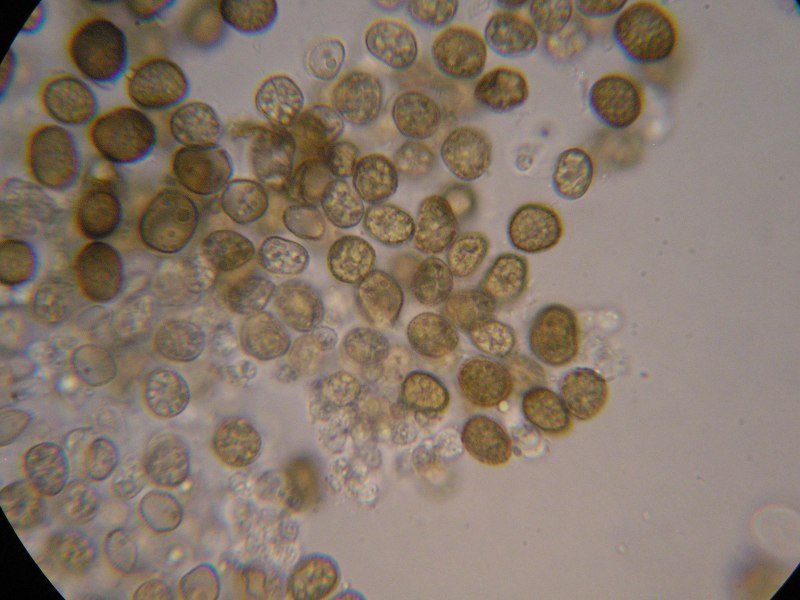 1000er Strehla (19).JPG