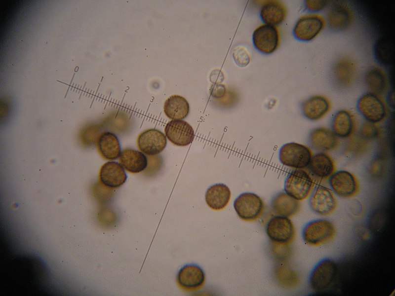 1000er Strehla (23).JPG