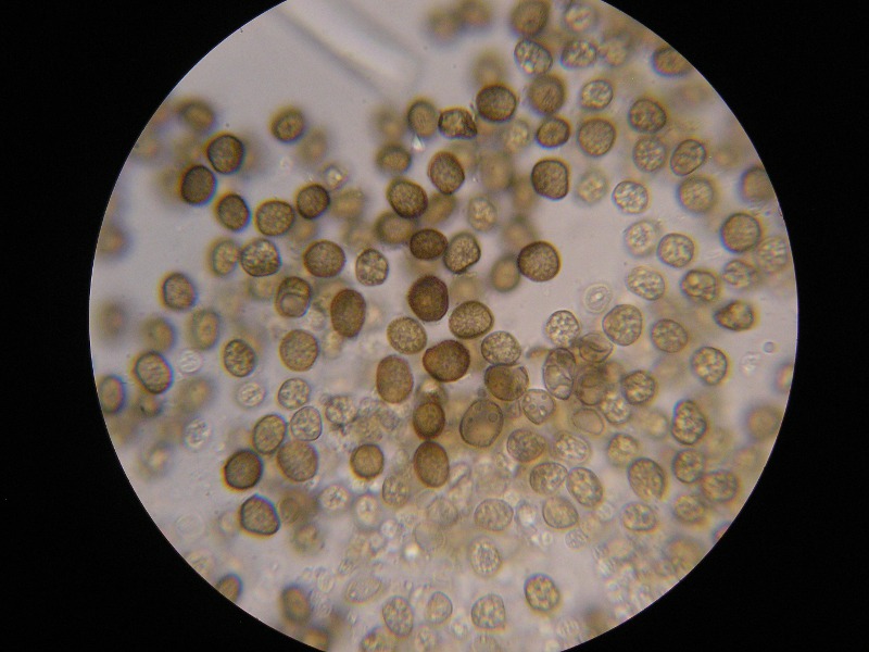 1000er Strehla (25).JPG