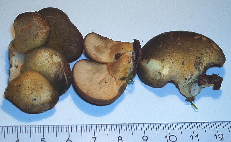 Sarcomyxa serotina_1.1.jpg