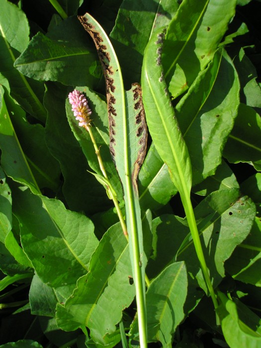 Microbotryum marginale-Bistorta officinale.JPG