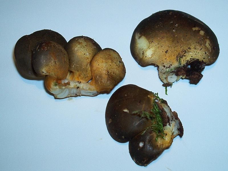 Sarcomyxa serotina_1.jpg