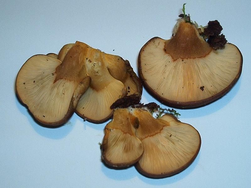 Sarcomyxa serotina_1.3.jpg