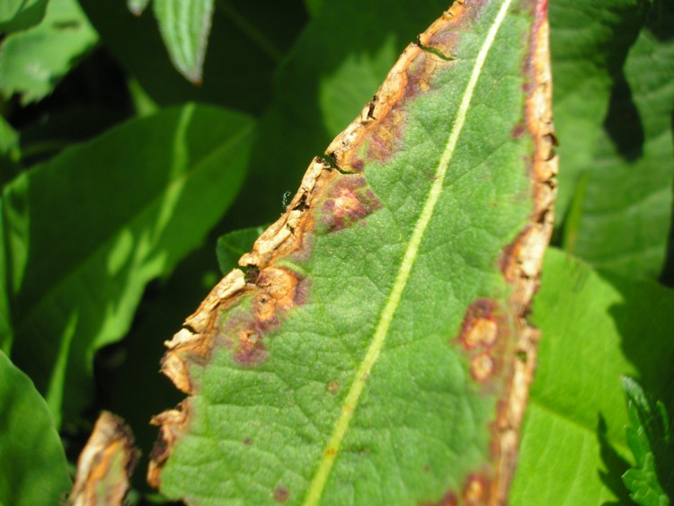 Microbotryum marginale-Bistorta officinale (1).JPG