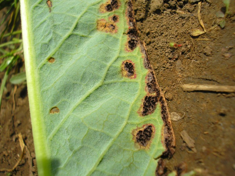 Microbotryum marginale-Bistorta officinale (2).JPG