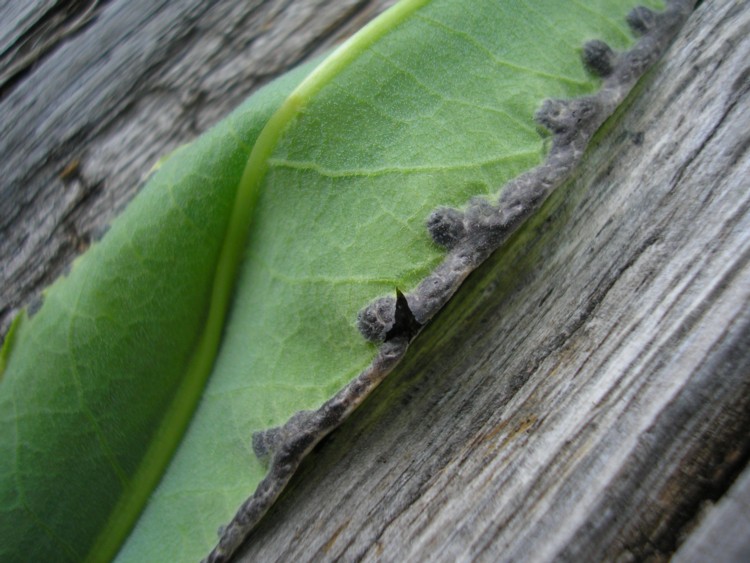 Microbotryum marginale-Bistorta officinale (3).JPG