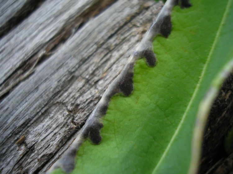 Microbotryum marginale-Bistorta officinale (4).JPG