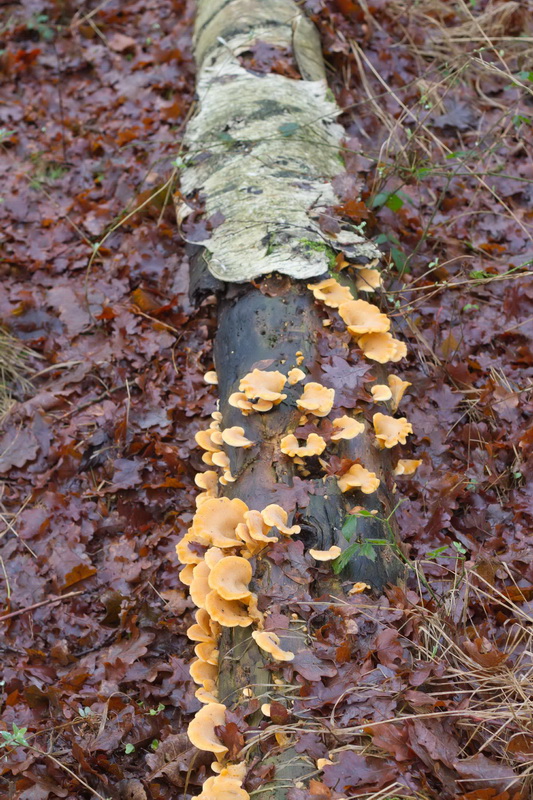 Phyllotopsis nidulans-a.jpg