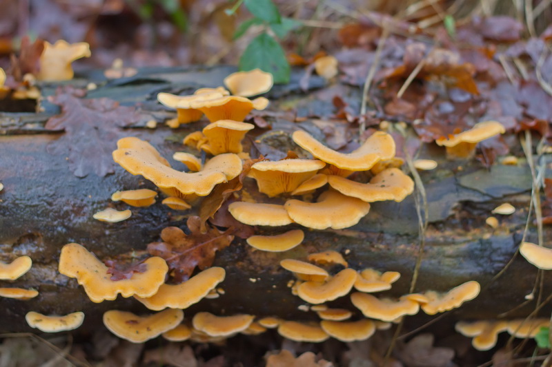 Phyllotopsis nidulans-b.jpg