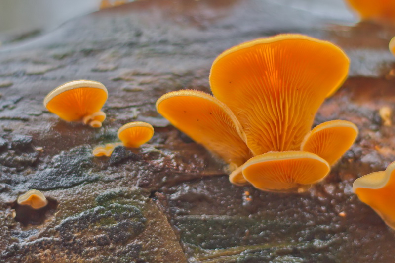 Phyllotopsis nidulans-c.jpg