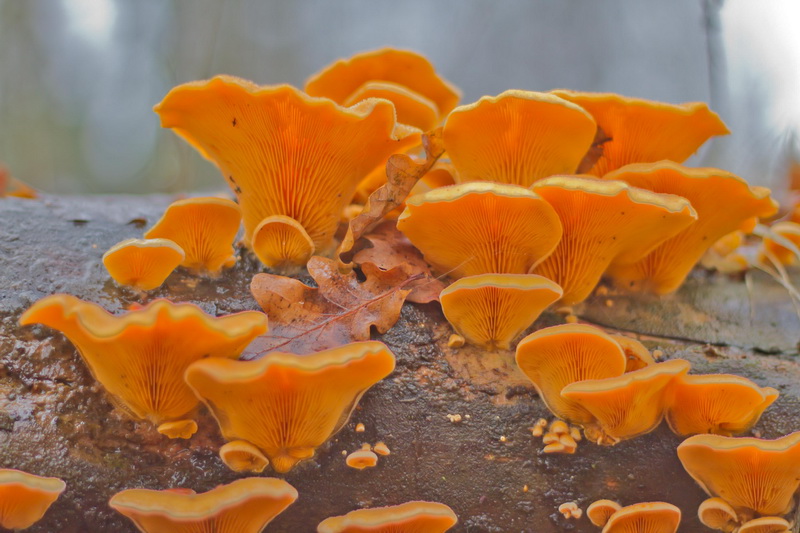 Phyllotopsis nidulans-d.JPG