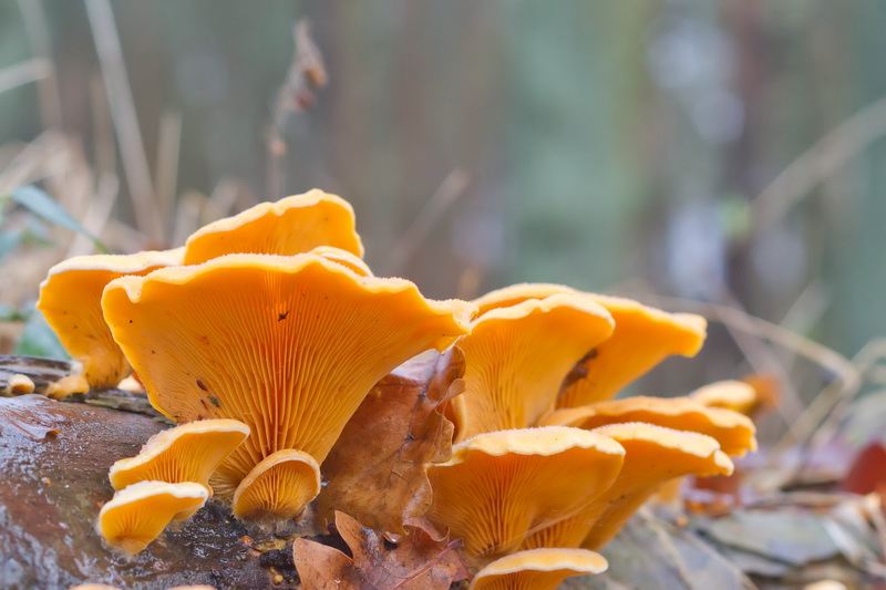 Phyllotopsis nidulans-f.JPG