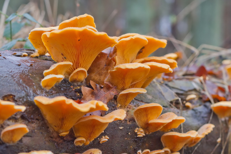 Phyllotopsis nidulans-g.JPG