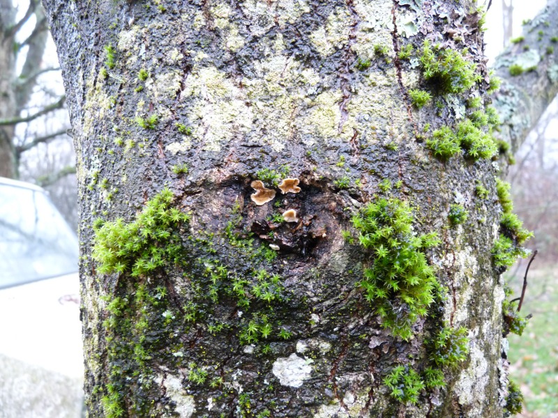 P1070385 Pilz auf Astschnittstelle Eiche Totale  800  red .JPG