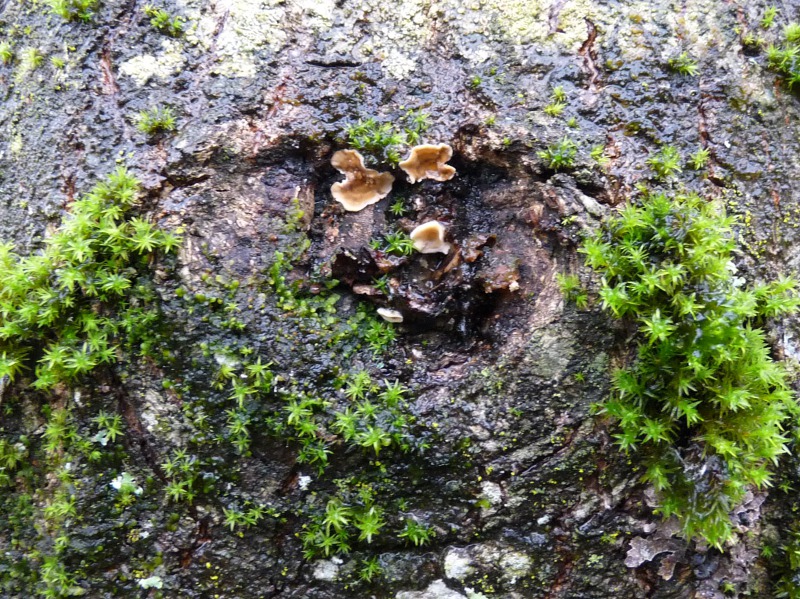 P1070385 Pilz auf Astschnittstelle Eiche Detail 800 red .JPG