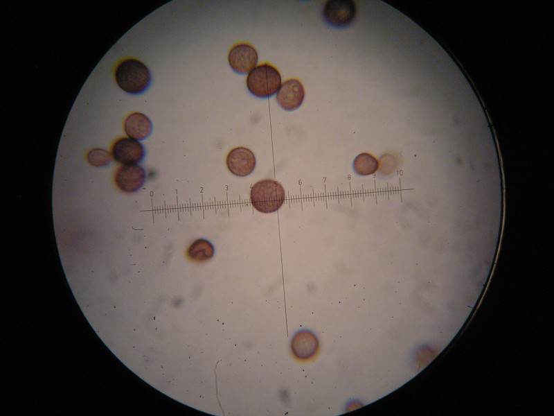 Microbotryum marginale-Bistorta officinale (6).JPG