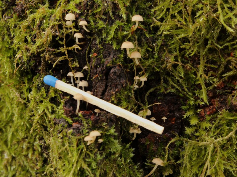 Mycena_0323.JPG