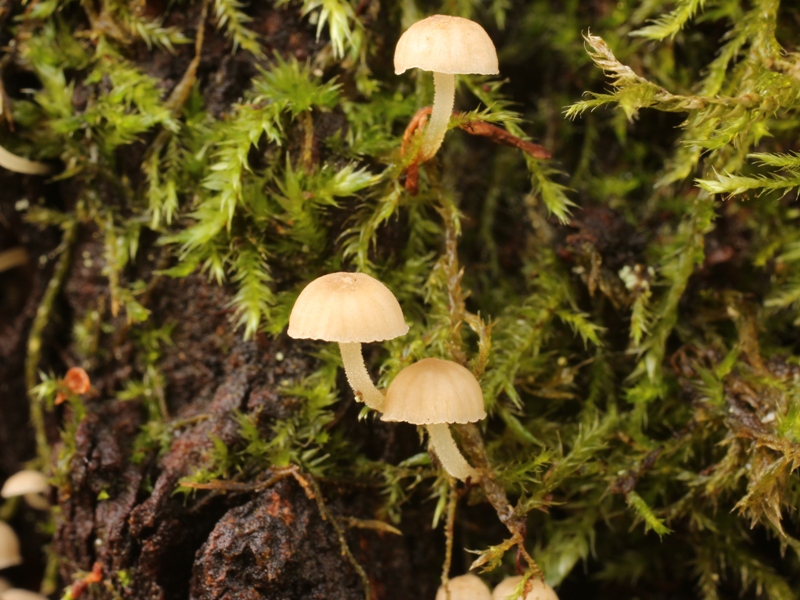 Mycena_0325.JPG
