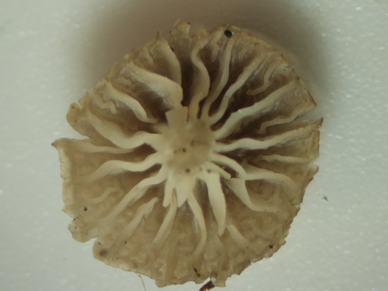 weitständige,untermischte Lamellen