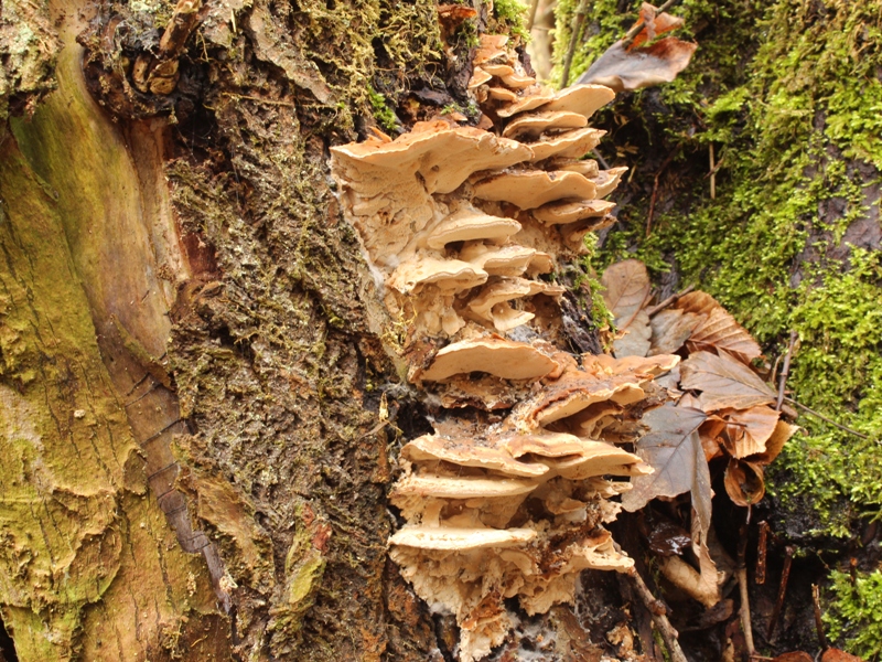 Bjerkandera fumosa (2).jpg